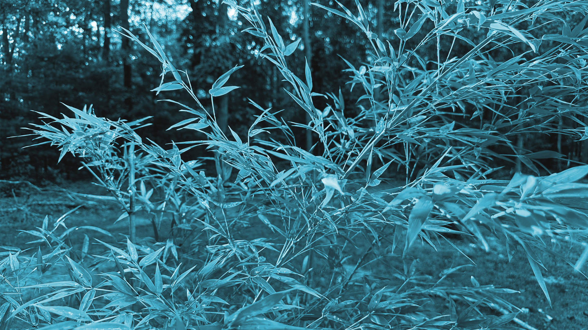bamboo-1920x1080